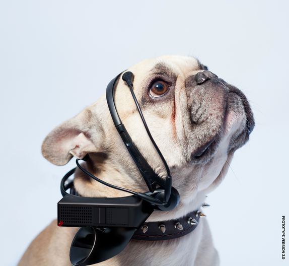 Click to enlarge Dog Translation