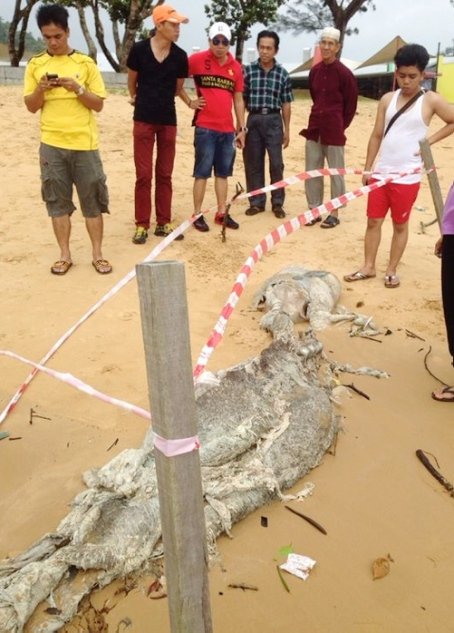 Click to enlarge Mysterious Remains