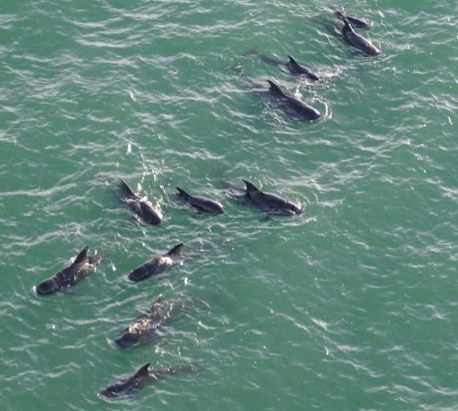 Pilot Whales