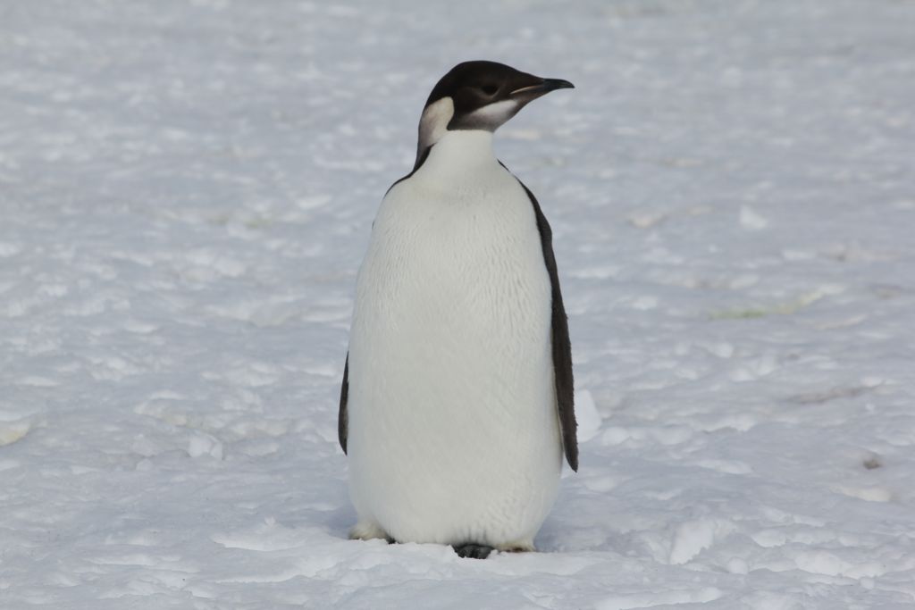 emperor penguin