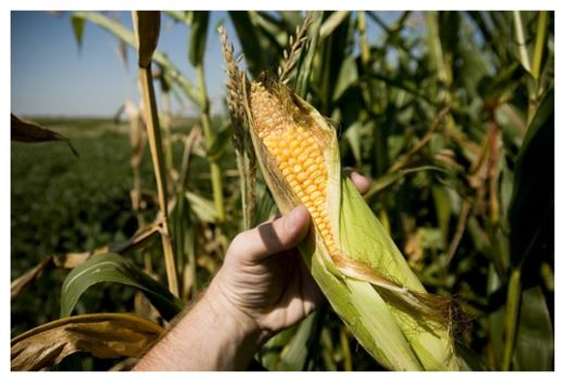 Corn
