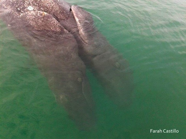 Conjoined gray whale calves_1