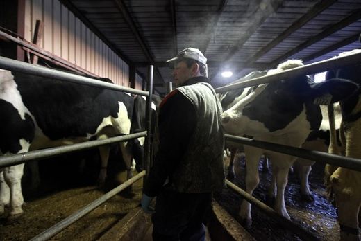 dairy cows
