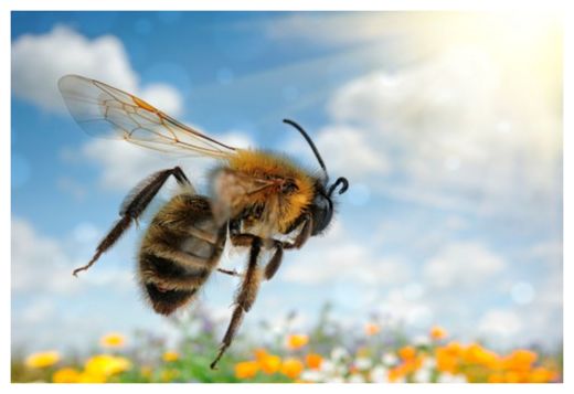 Bee