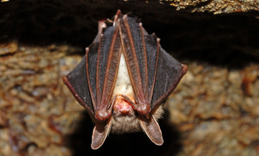 bat