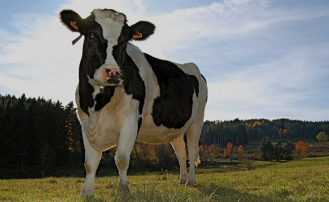 Cow