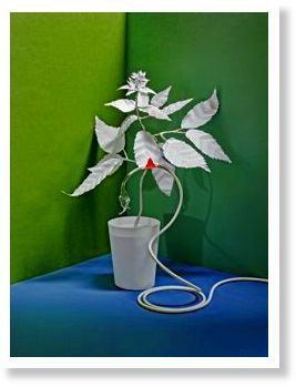 Click to enlarge plants life