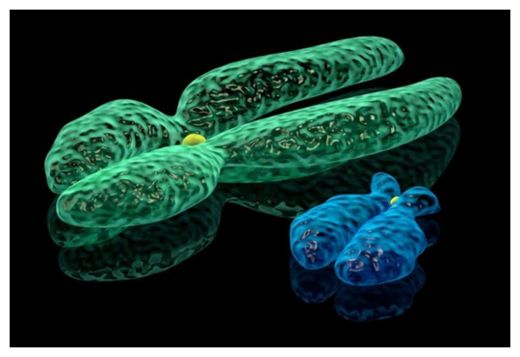 Y Chromosome