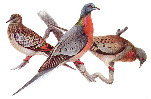 Click to enlarge Image