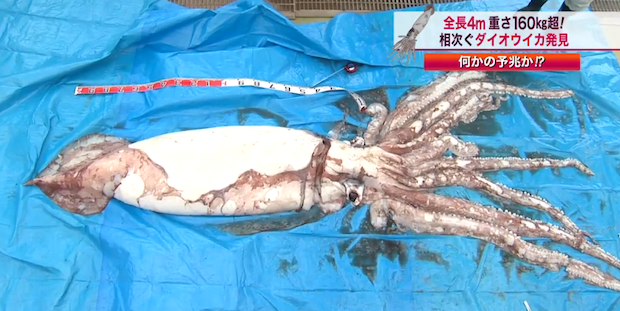 Giant Squid