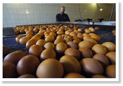 egg prices