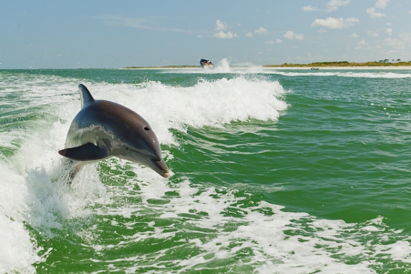 Dolphin