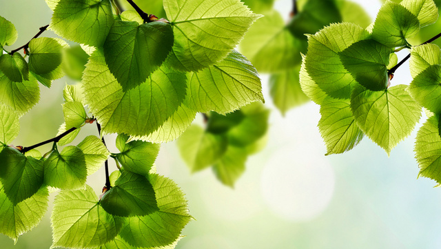 Click to enlarge plants