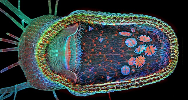 Click to enlarge Bladderwort: tiny carnivorous plant