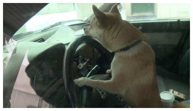 Woman at red light hit by car driven by chihuahua -- Don't 