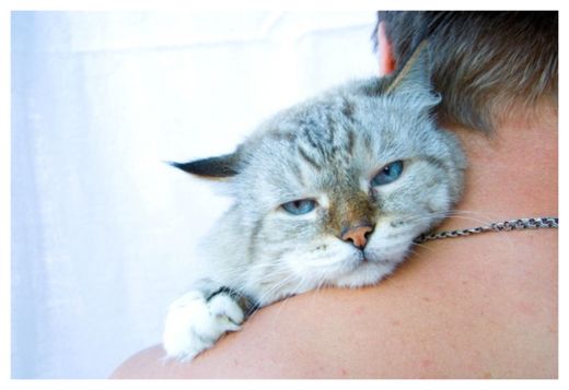 Click to enlarge Cats