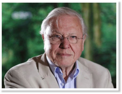Click to enlarge Attenborough