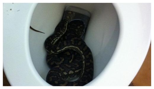 Python in Toilet