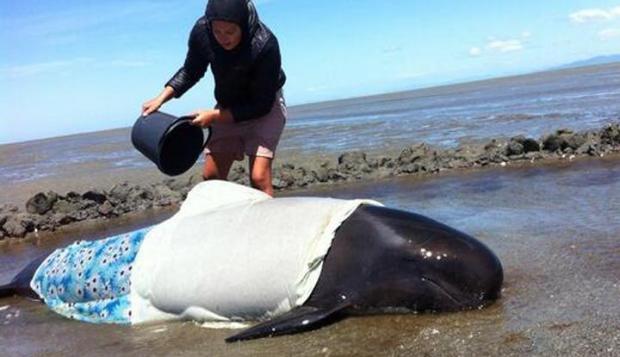 Stranded Whales