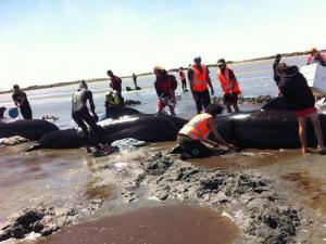 Stranded Whales_1