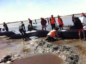 Click to enlarge Stranded Whales_1