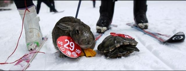 Rabbit and Tortoise