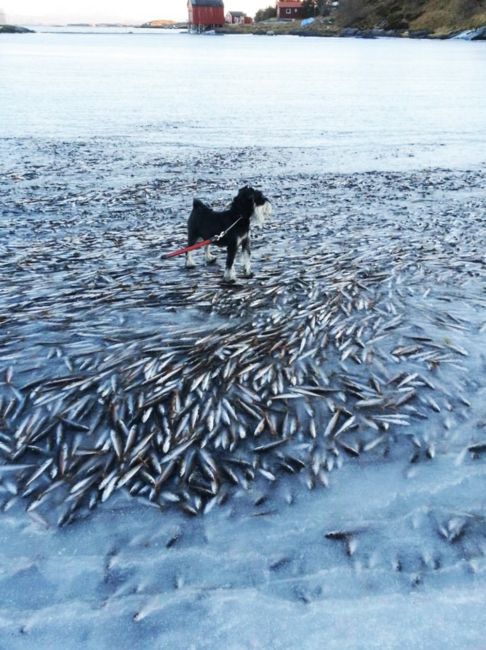 Frozen Fish
