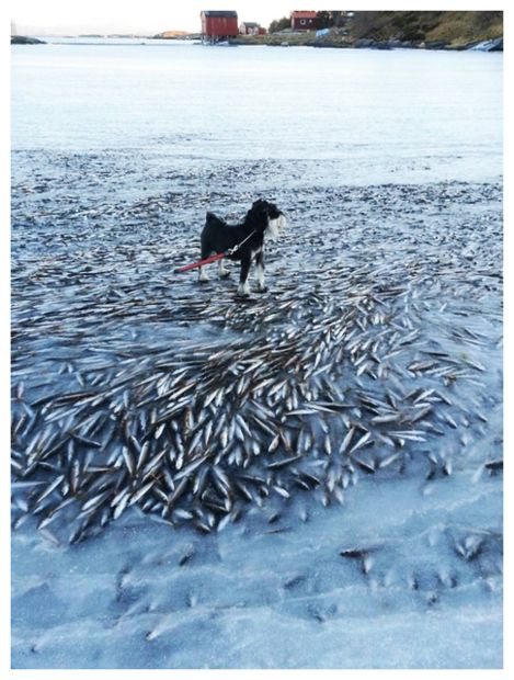 Frozen Fish