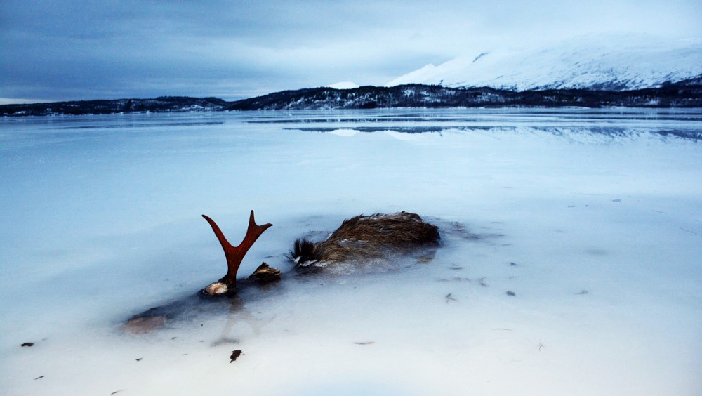 Click to enlarge Frozen Elk