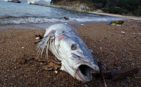Dead Fishes