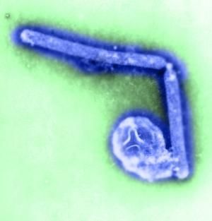 H5N1 virus