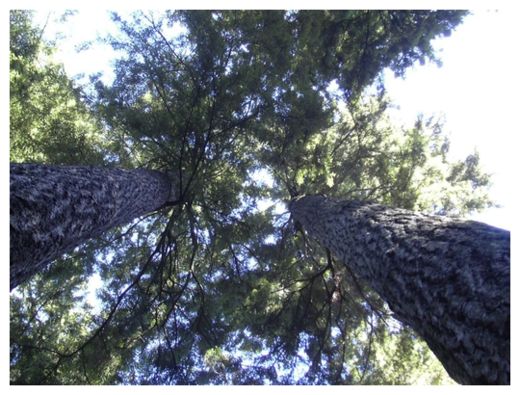 Old Trees