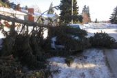 blown down tree
