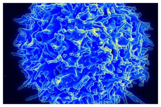 T-Cell