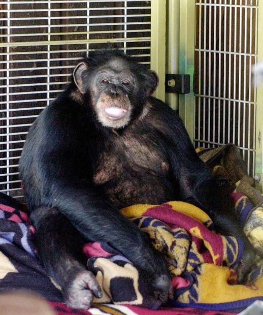 woman attacked by chimpanzee woman attacked by chimpanzee