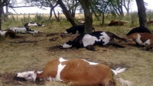 Cattle mutilation in Argentina