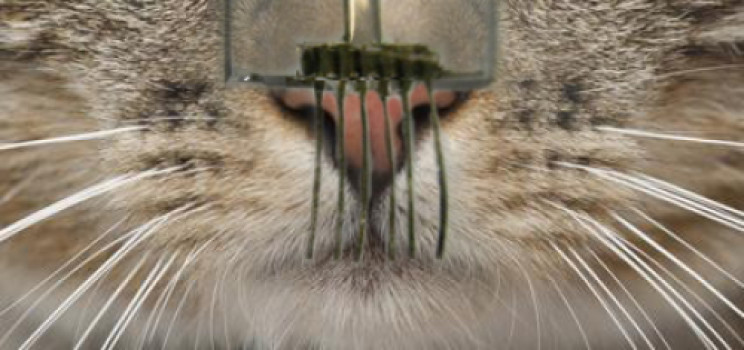 Electronic whiskers