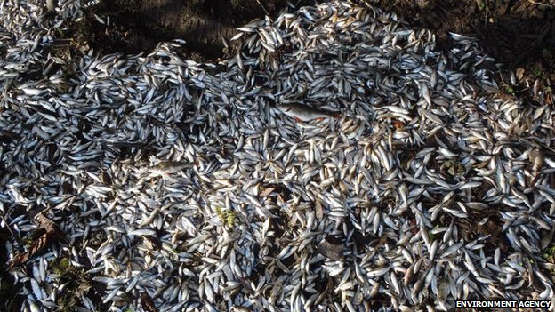 Thames Fish Dead