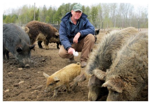 Exotic Swine