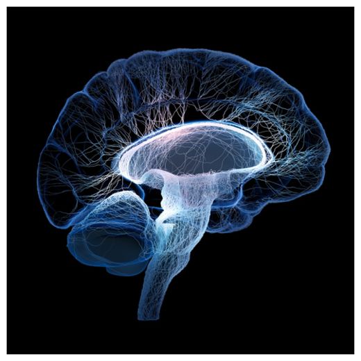 Click to enlarge Brain