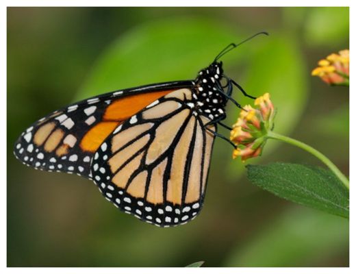 Click to enlarge Monarch Butterfly
