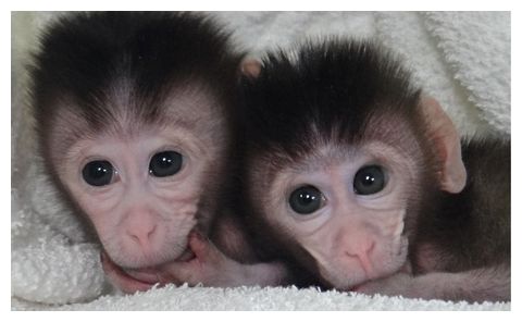 cynomolgus monkeys