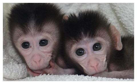 Click to enlarge cynomolgus monkeys