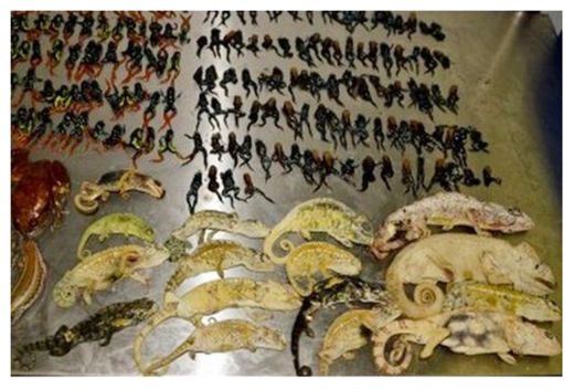 Click to enlarge Dead Reptiles and Amphibians