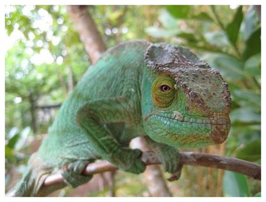 Click to enlarge Chameleon