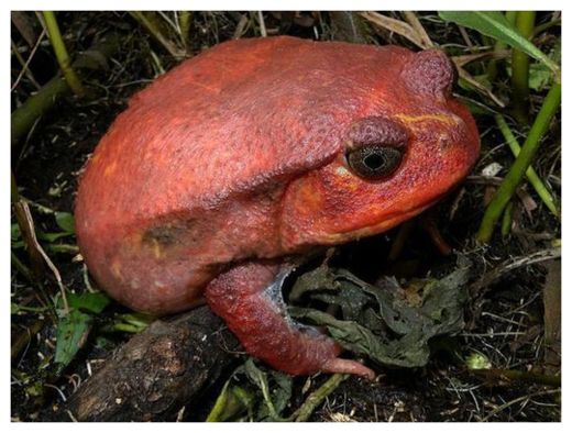 Click to enlarge Frog