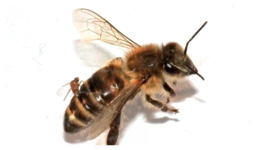 Click to enlarge Zombie Bees