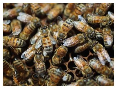 Click to enlarge Honey Bees