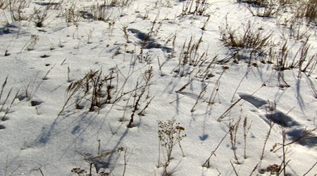 Click to enlarge Yeti footprints-1