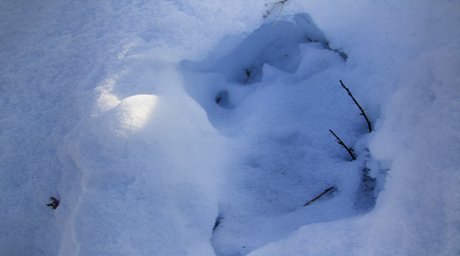 Yeti footprints-2
